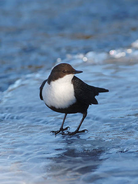 Koskikara, White-throated Dipper, Cinclus cinclus